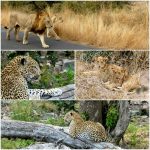 66038887 2648592555152128 4124476907032936448 n 150x150