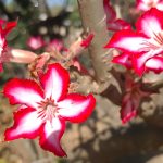 20220925 083108 crop 150x150