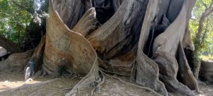 IMG 20231206 WA0010 300x135