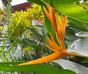 enjoy our lush garden while staying with us at our guesthouse in Ghana 300x252