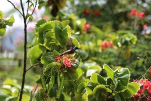 sunbird in the garden of BWO hostel 300x200