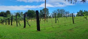 wijgaard Anna Rosa 300x135