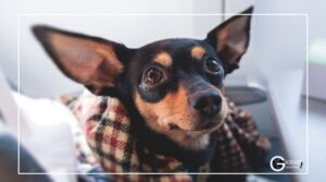 reizen-met-je-hond-global-dutchies-huisdier